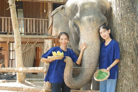 Elephant Feeding Experience