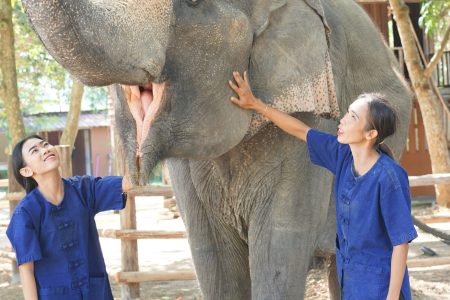 How to Train a Wild Elephant: Modern Conservation and Ethical Approaches