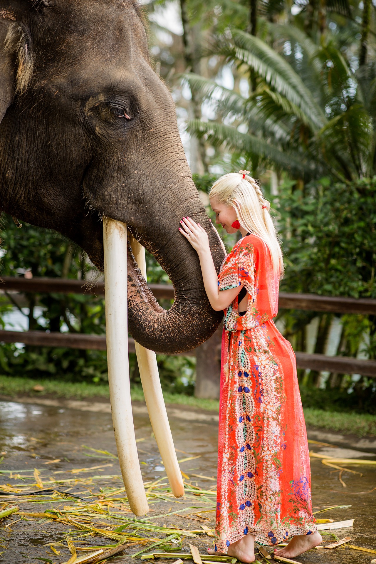 Experience the Magic of Ethical Elephant Encounters in Pattaya
