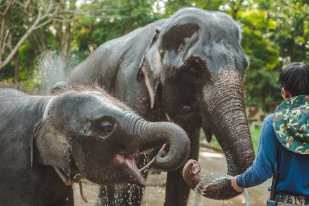 A Day in the Life of Our Elephants: Behind the Scenes at Elephant Experience Park Pattaya